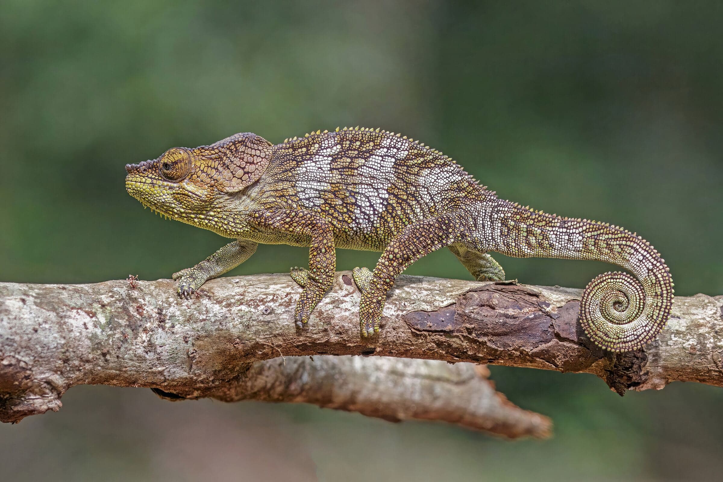 Caméléon Calumma amber sur une branche