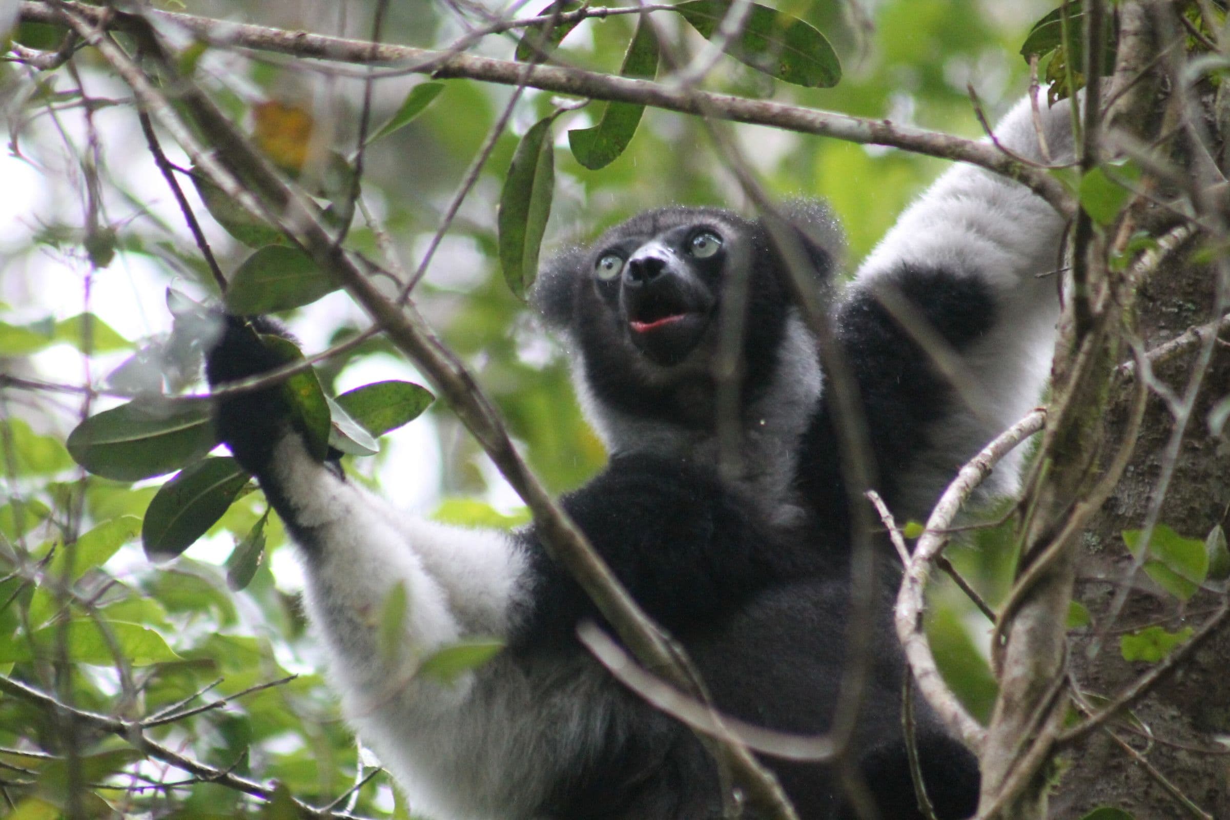 Indri noir et blanc agrippé à une branche dans la forêt humide