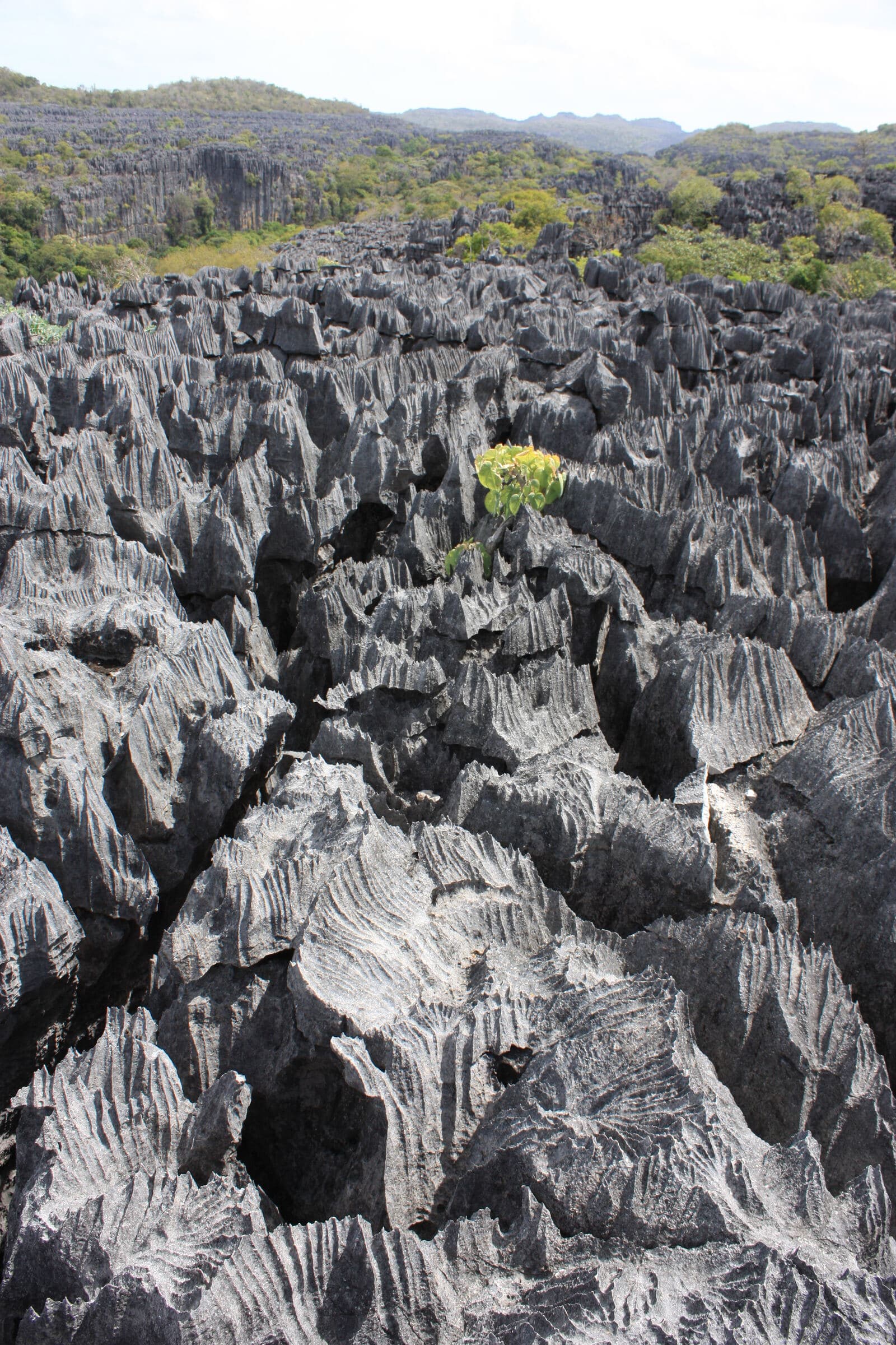 Lames de calcaire gris et végétation sèche dans les tsingy