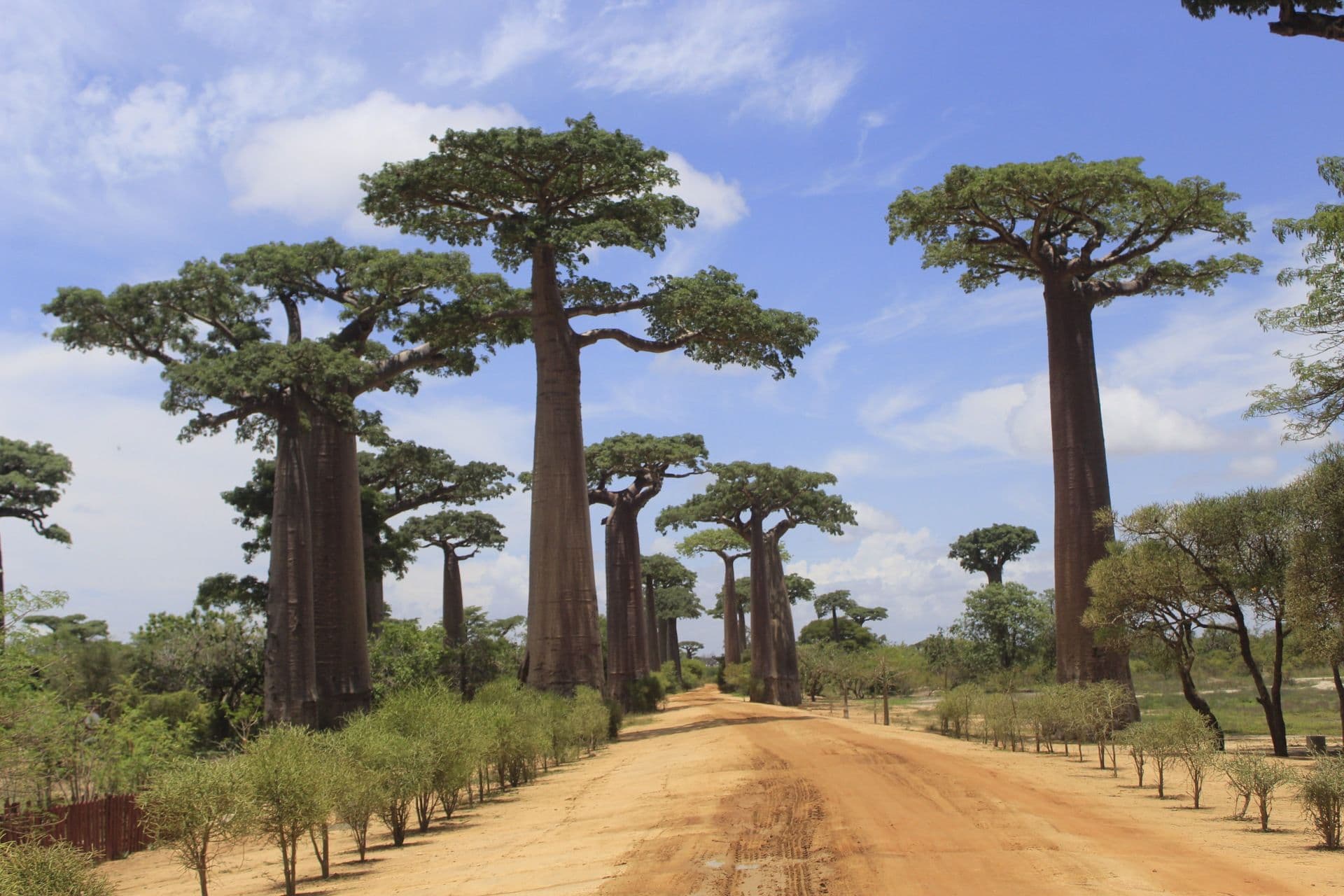 Allée de baobabs de Grandidier bordant une piste de terre rouge