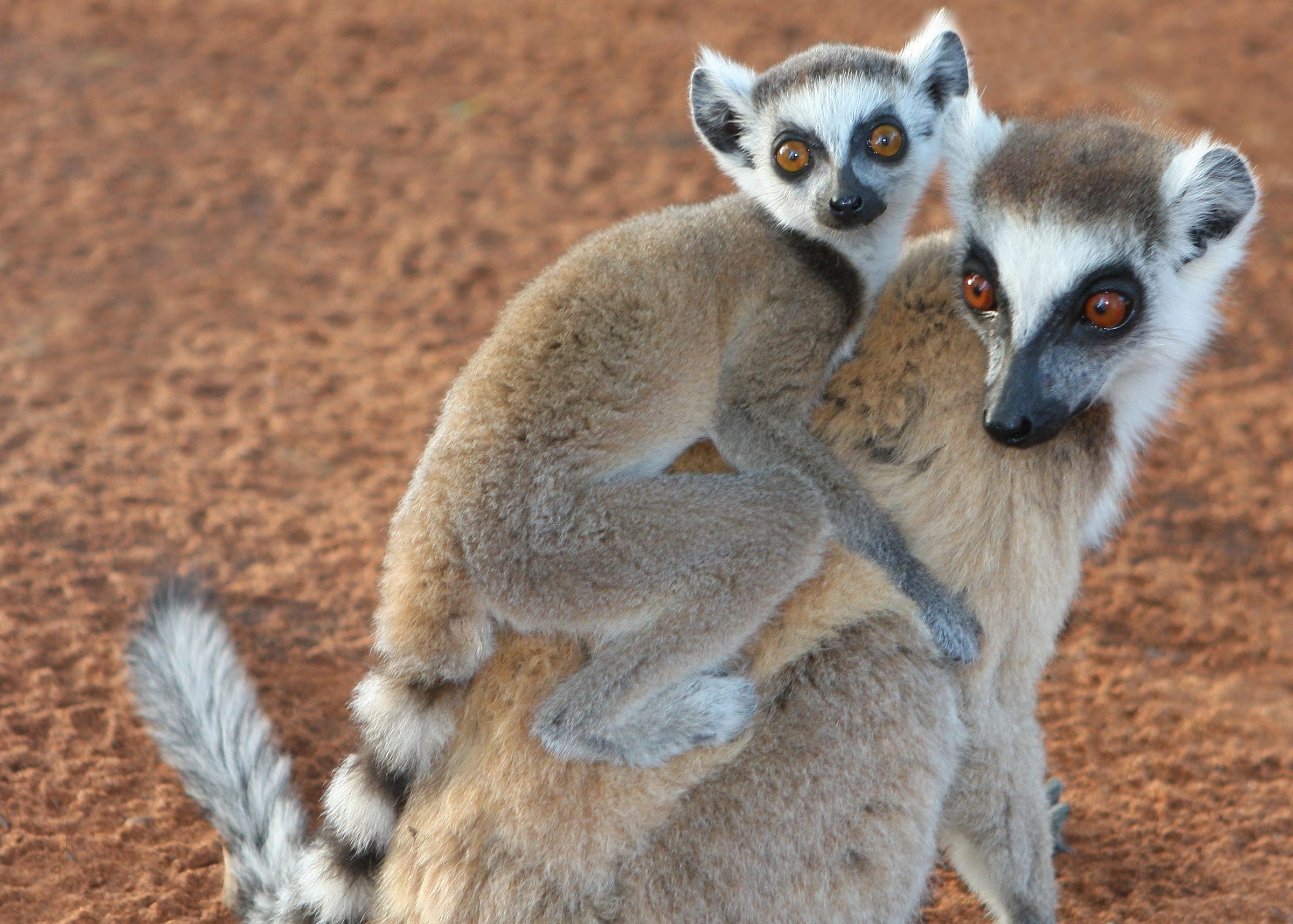 Ring-tailed lemur carrying its young on her back, on ochre sand