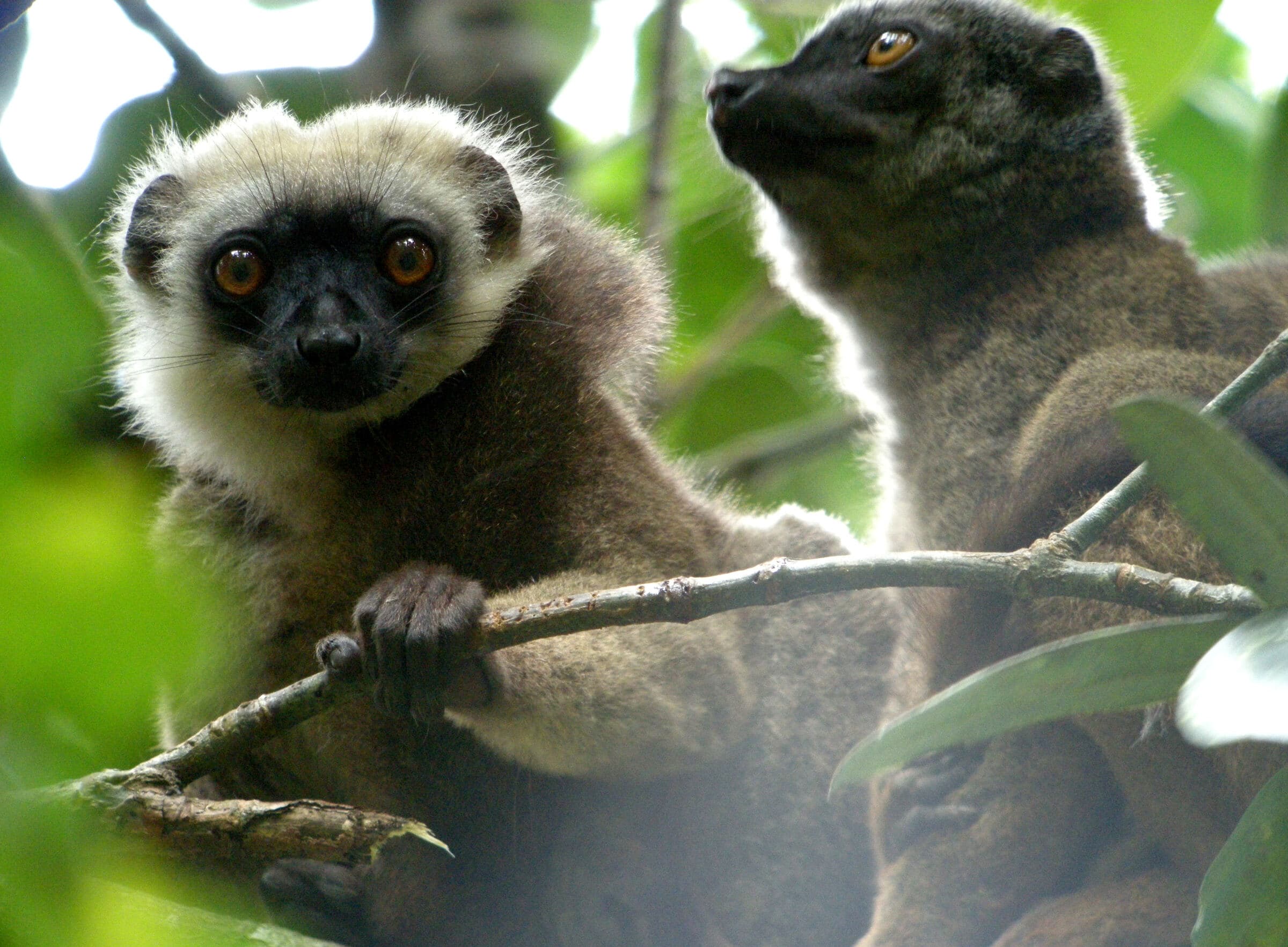 Deux lémuriens à front blanc sur une branche