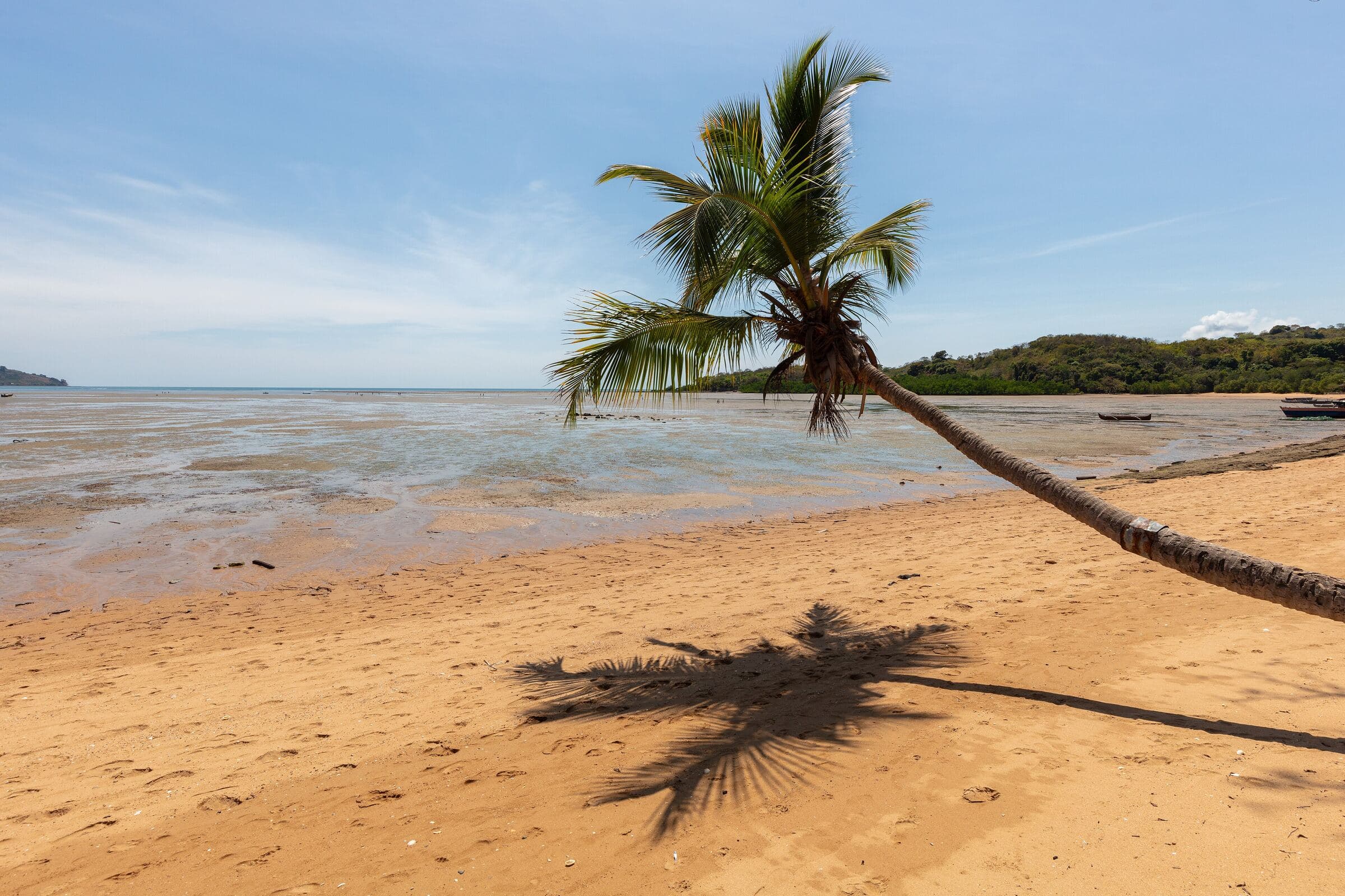 Cocotier penché au-dessus d’une plage de sable à marée basse