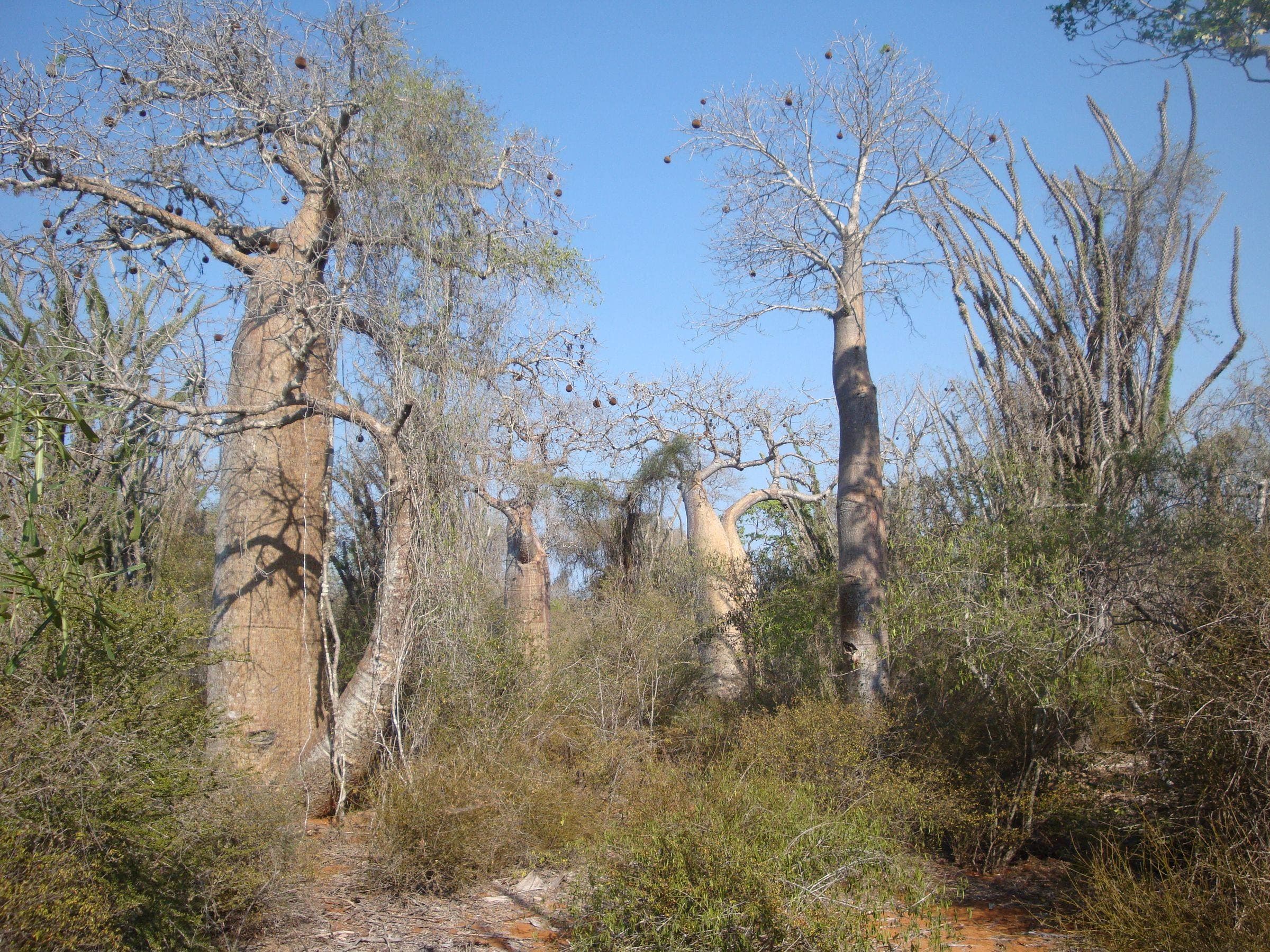 Baobabs et arbustes épineux de la forêt sèche sous un ciel bleu